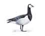 Barnacle Goose