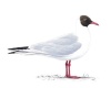 Black Headed Gull