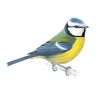 Blue Tit