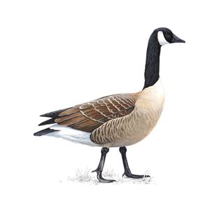 Canada Goose