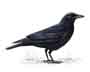 Carrion Crow