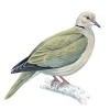 Collared Dove