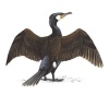 Cormorant