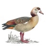 Egyptian Goose