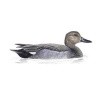 Gadwall