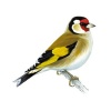 Goldfinch