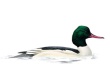 Goosander