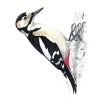 Great Spotted Woodpecker