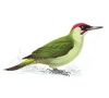 Green Woodpecker