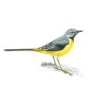 Grey Wagtail