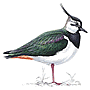 Lapwing