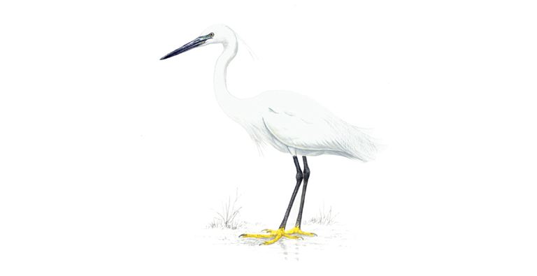 Little egret