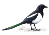 Magpie