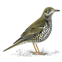 Mistle Thrush