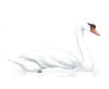 Mute Swan