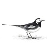 Pied Wagtail