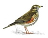 Redwing