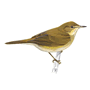 Reed Warbler