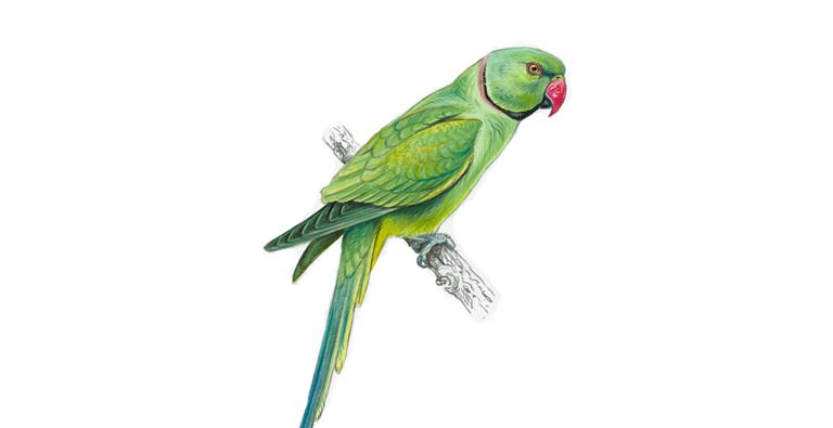 Ring-necked parakeet