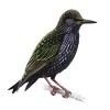 Starling