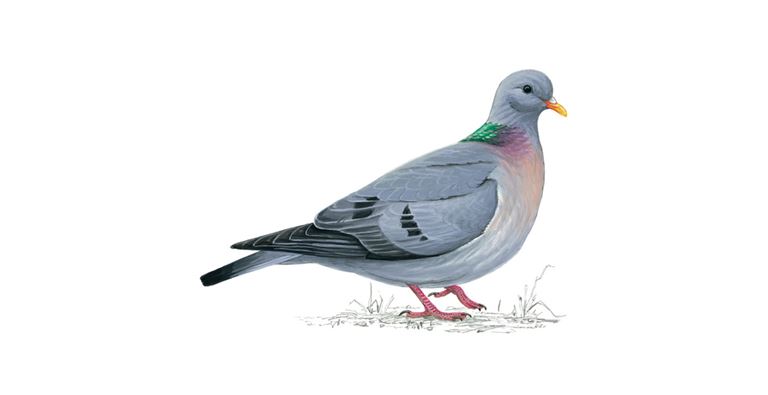 Stock dove