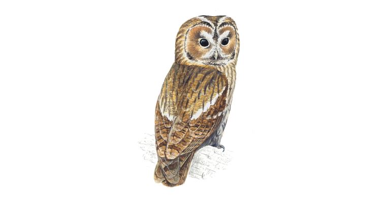 Tawny owl