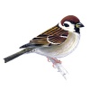 Tree Sparrow