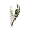 Treecreeper