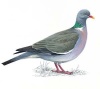 Woodpigeon