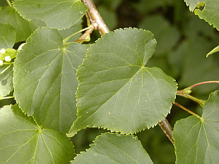 Small Leaved Lime leaf