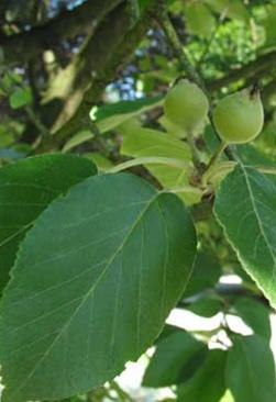 Pillar Apple leaf