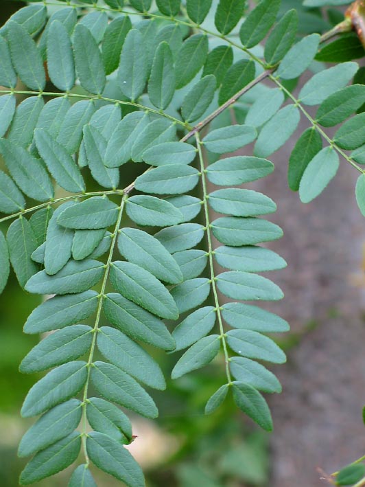 Honey Locust leaf