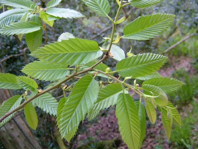 Sweet Chestnut leaf