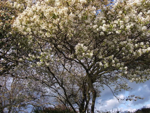 Amelanchier