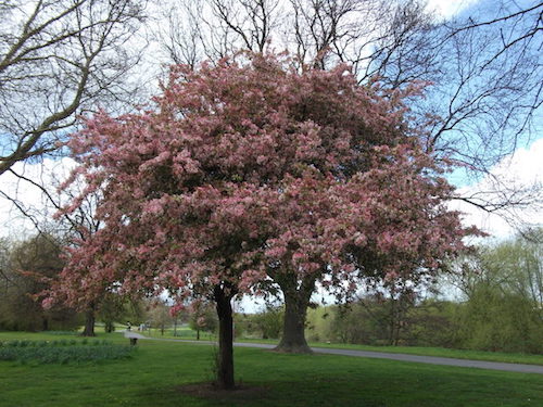 Crab Apple