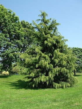 Deodar Cedar