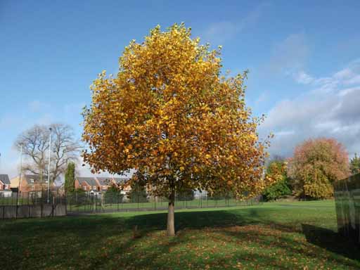 Tulip Tree